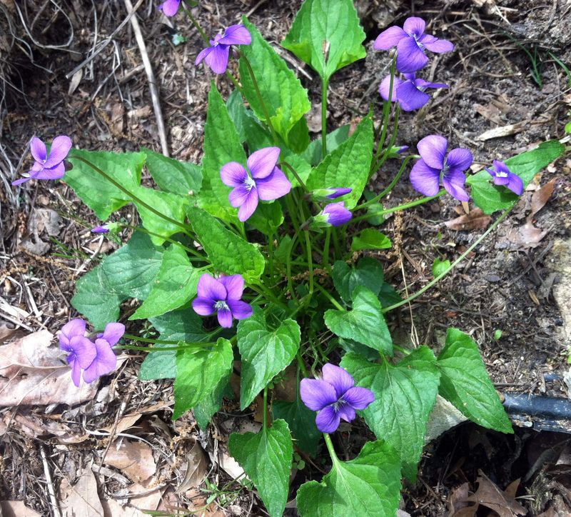 Common Violet