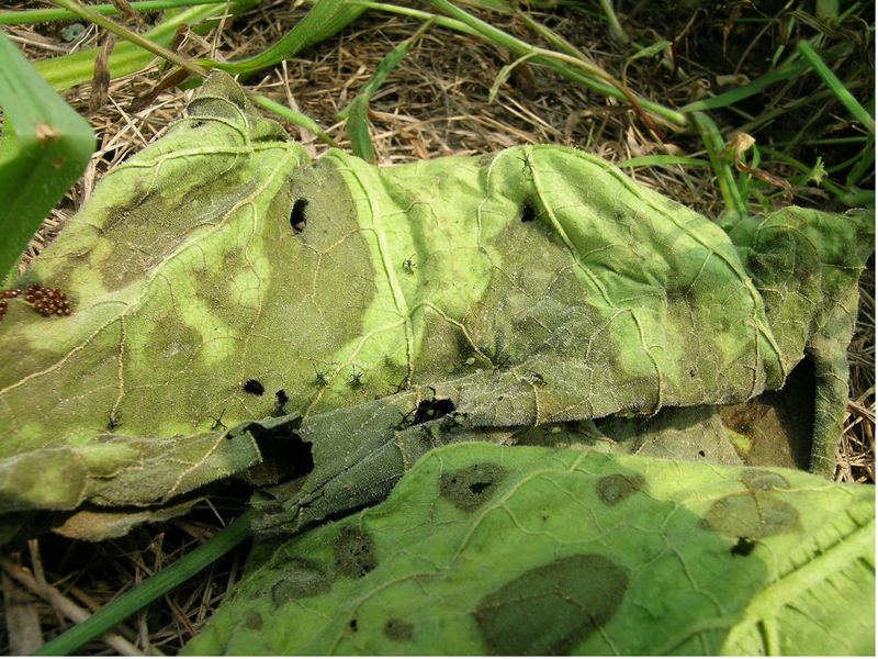 Compare borer evidence with disease and squash-bug clues