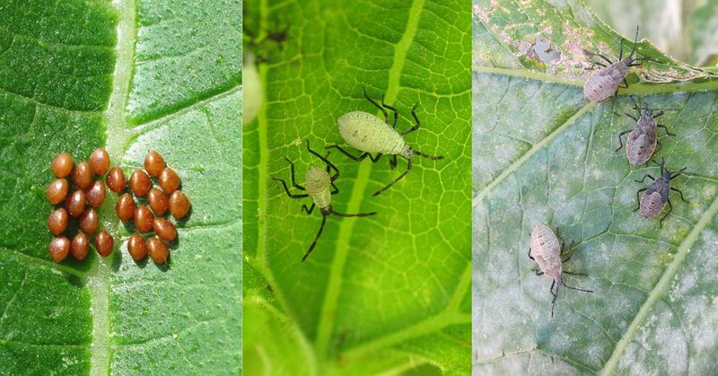 Compare borers with other causes of wilt Compare borers with other causes of wilt