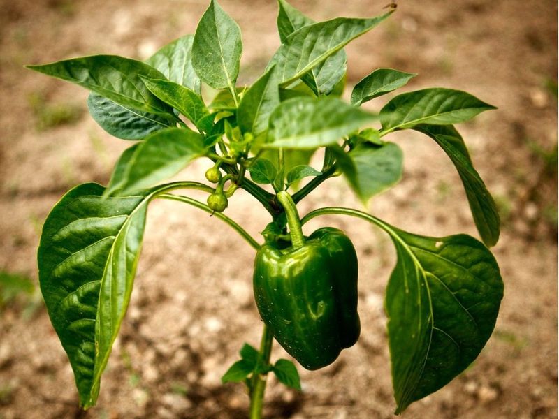 Compare heat timing with the plant’s other symptoms