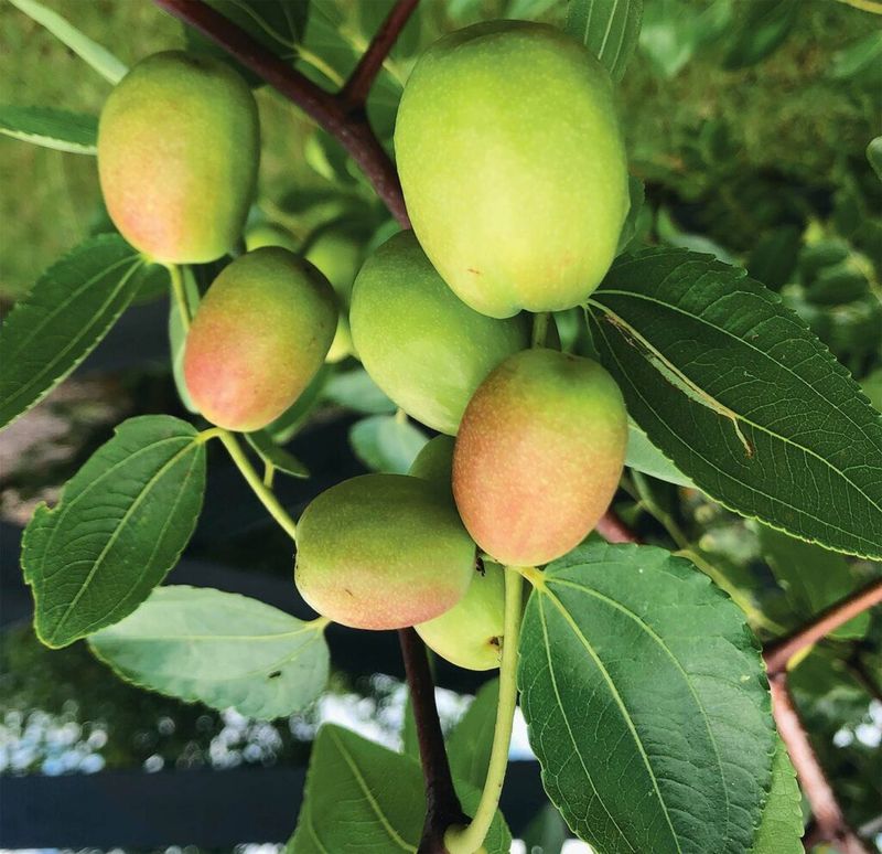 Compare jujube with pomegranate without declaring a universal winner