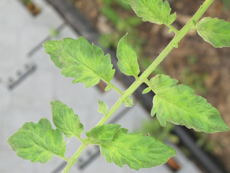 Compare old and new growth to spot warning signs Compare old and new growth to spot warning signs