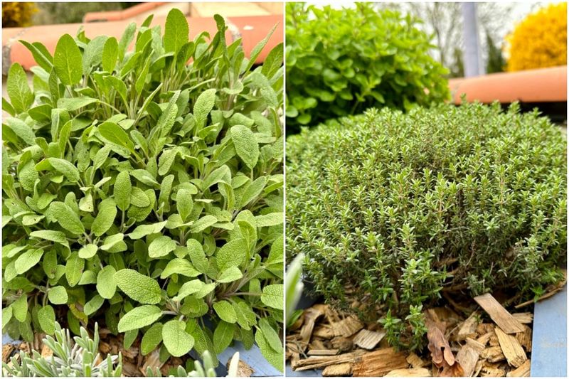 Compare sage with oregano without declaring a winner