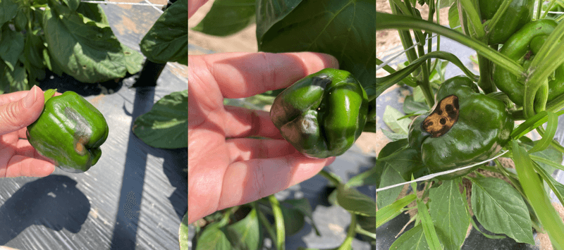 Compare sunscald with rot and disease
