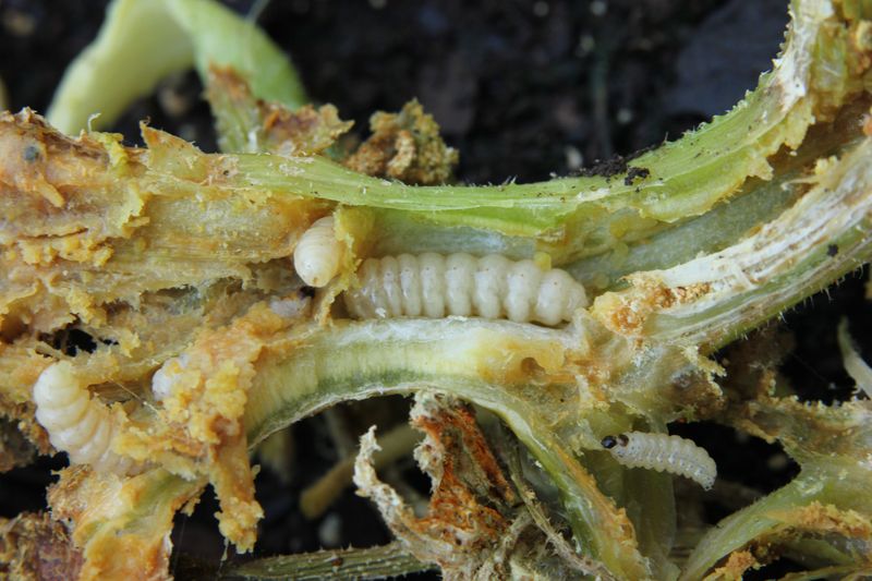 Compare the borer clues with other causes of wilt