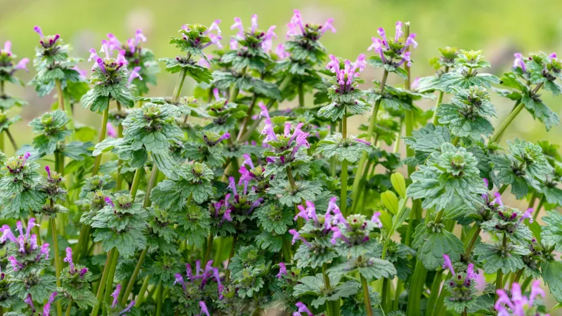 Compare the main purple lawn plants