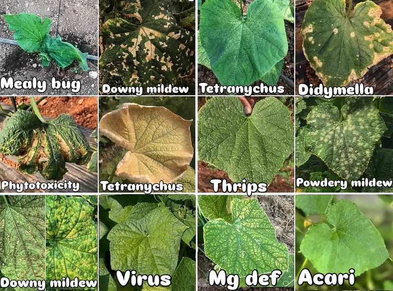 Compare the pattern with common look-alikes