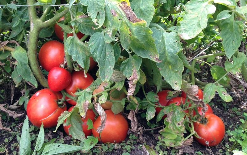 Compare the whole plant before blaming fertilizer Compare the whole plant before blaming fertilizer