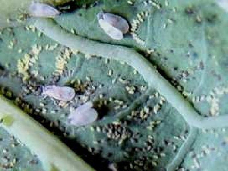 Compare whiteflies, spider mites, and viruses
