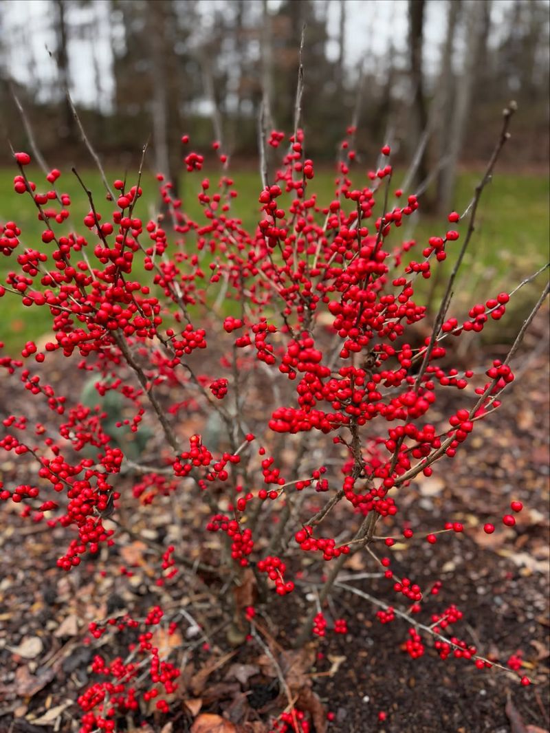 Compare winterberry by pollination and site conditions