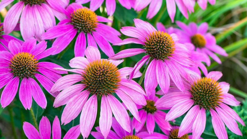 Coneflower (Echinacea purpurea)