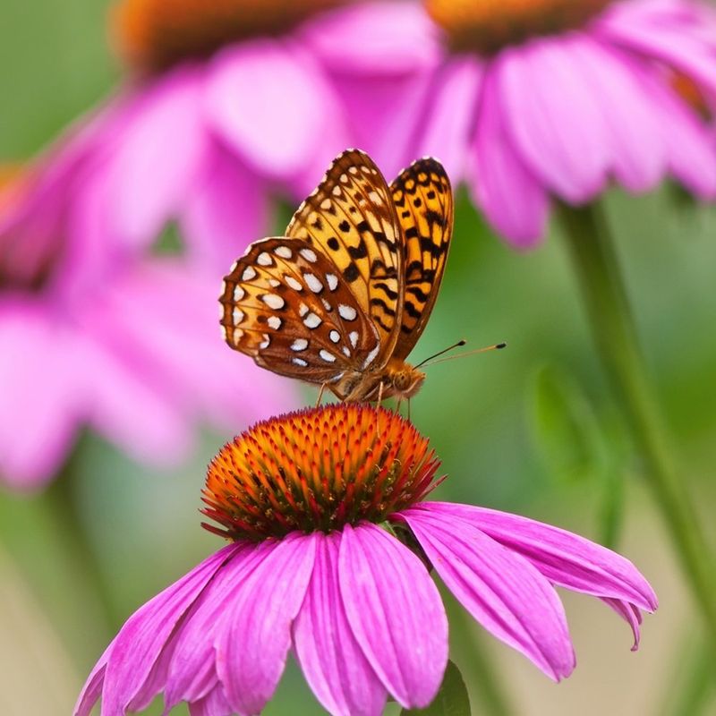 Coneflower (Echinacea)