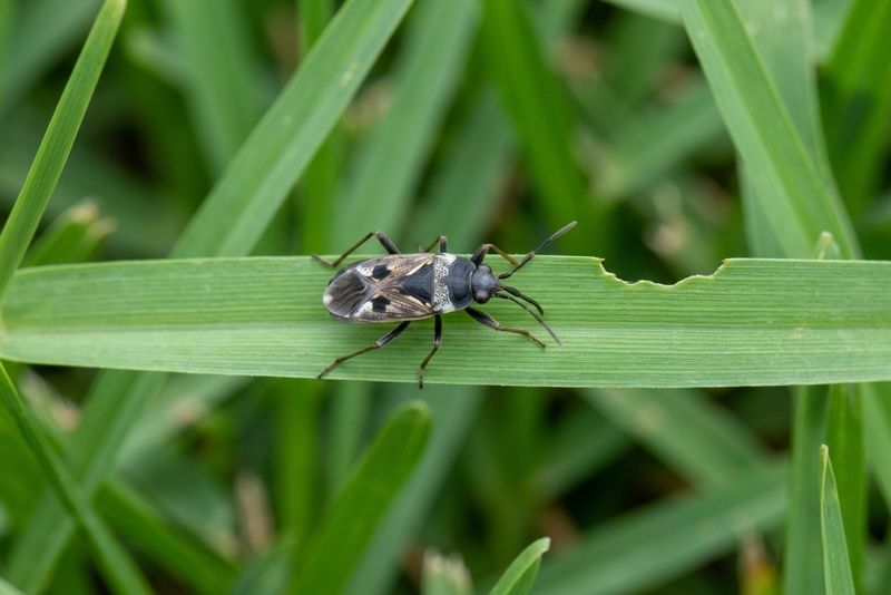 Confirm Chinch Bugs Before Using Insecticide