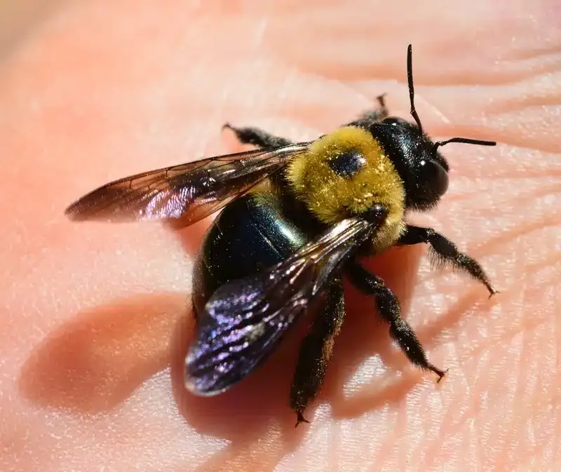 Confirm That the Insect Is a Large Carpenter Bee