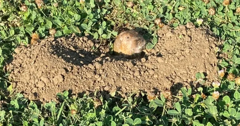 Confirm that pocket gophers—not another burrowing pest—are damaging the bed Confirm that pocket gophers—not another burrowing pest—are damaging the bed
