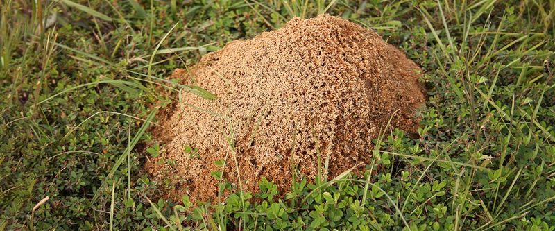 Confirm the ants before you treat the bed