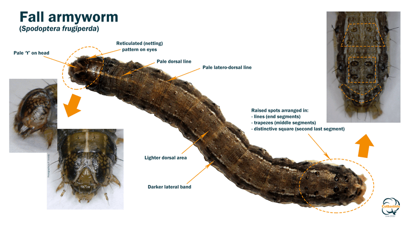 Confirm the caterpillar before changing your lawn plan Confirm the caterpillar before changing your lawn plan