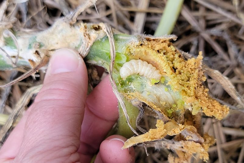 Confirm the cause before cutting into the stem