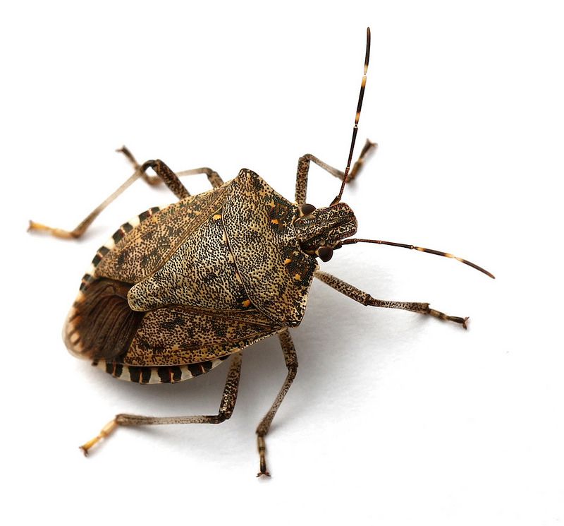 Confirm the insect before you treat anything Confirm the insect before you treat anything