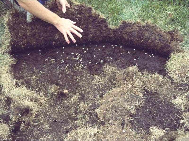 Confirm the lawn problem before using insecticide