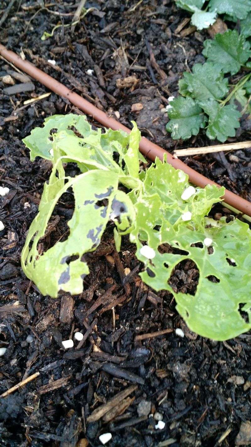 Confirm the overnight damage before changing your yard Confirm the overnight damage before changing your yard