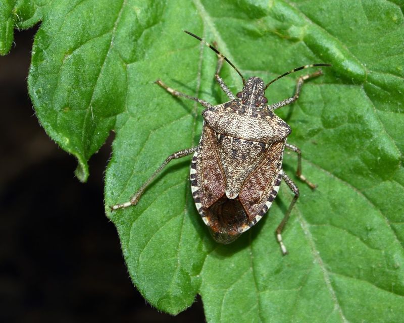 Confirm the species before changing the yard