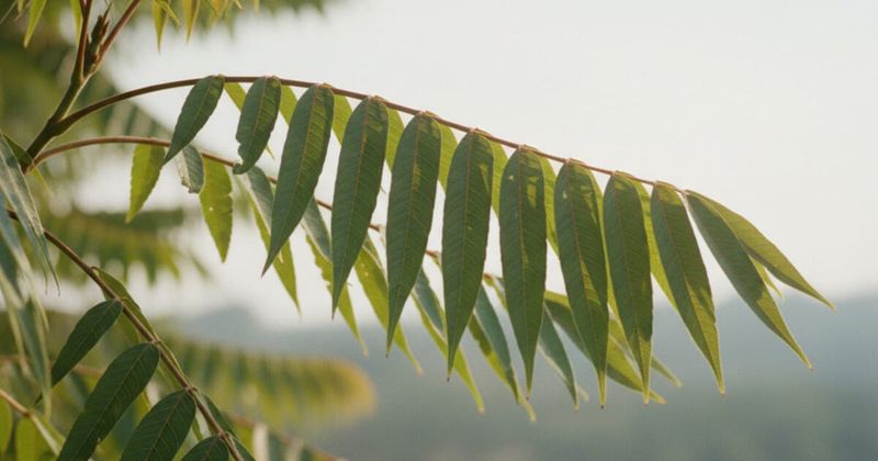 Confirm the tree before making a plan