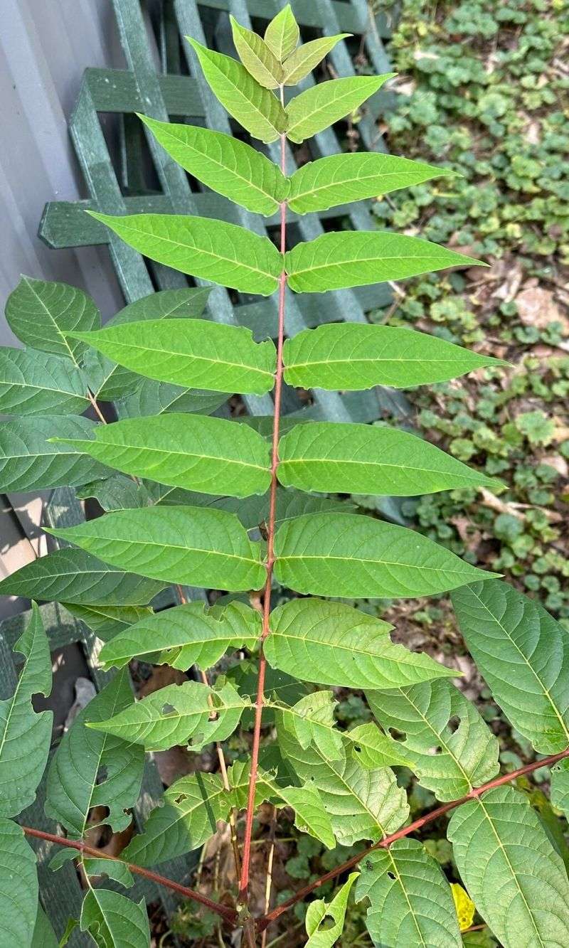 Confirm tree-of-heaven before removing any compound-leaved tree