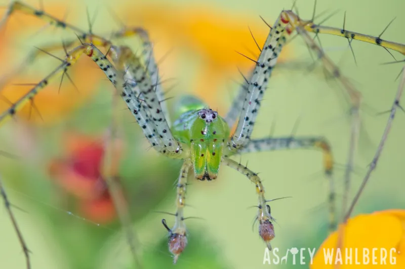 Conserve habitat instead of chasing an attraction recipe