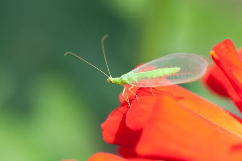 Conserve lacewings without expecting a guaranteed cure