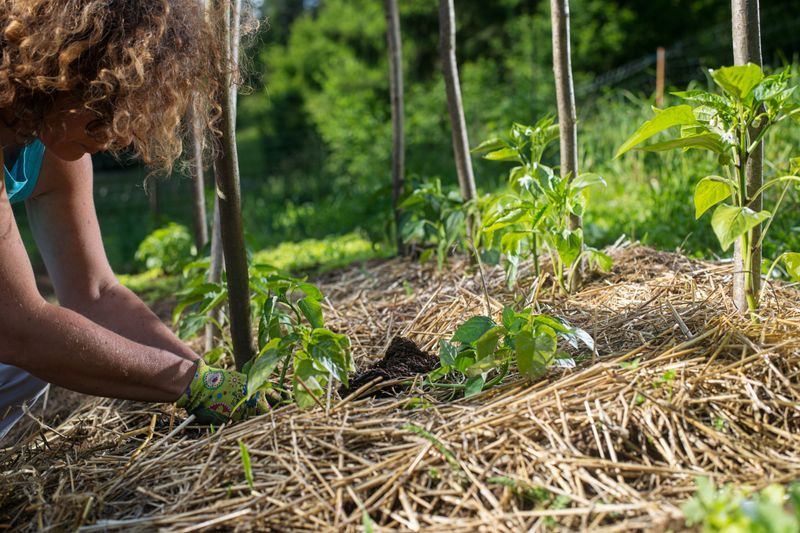 Conserve moisture without keeping leaves wet