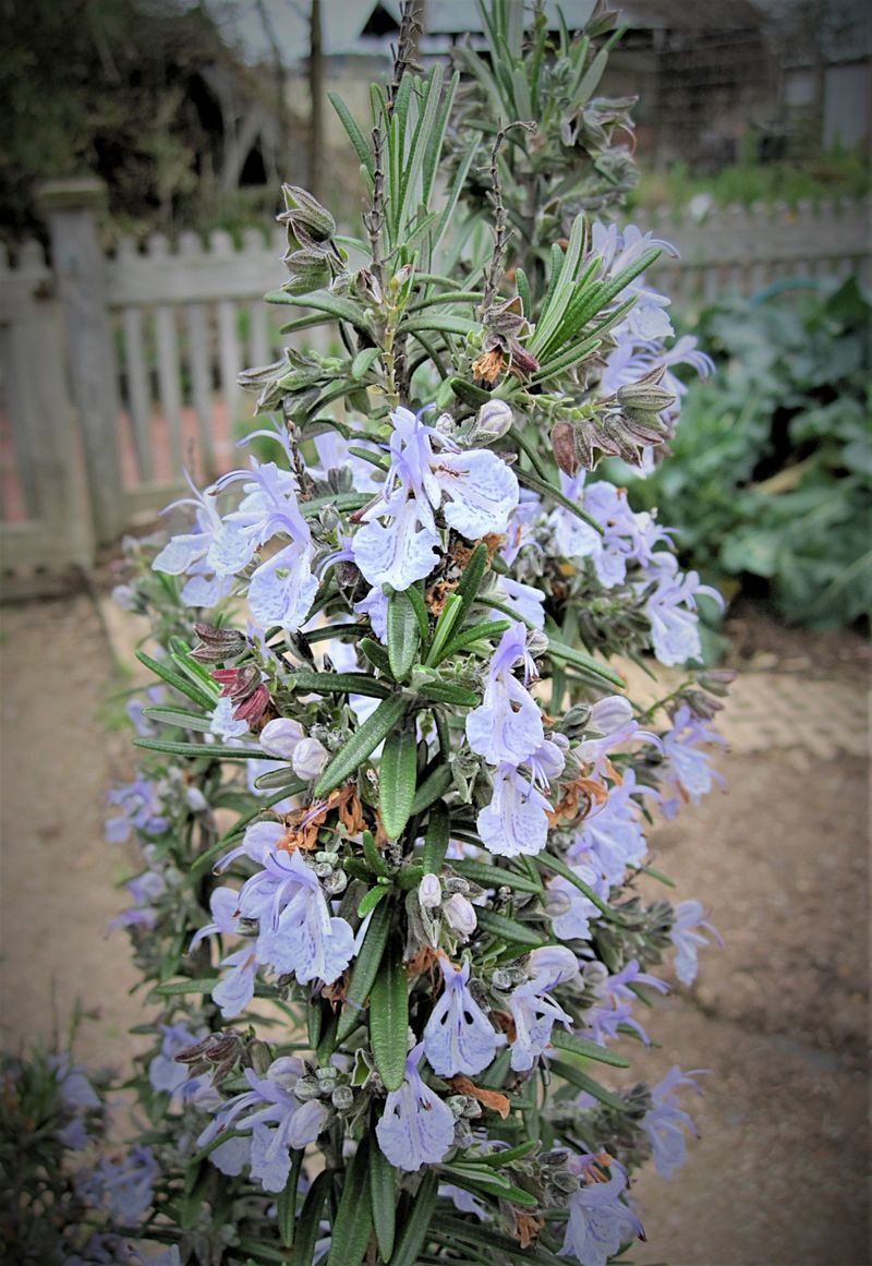 Consider a Texas-tested cultivar such as ‘Gorizia’
