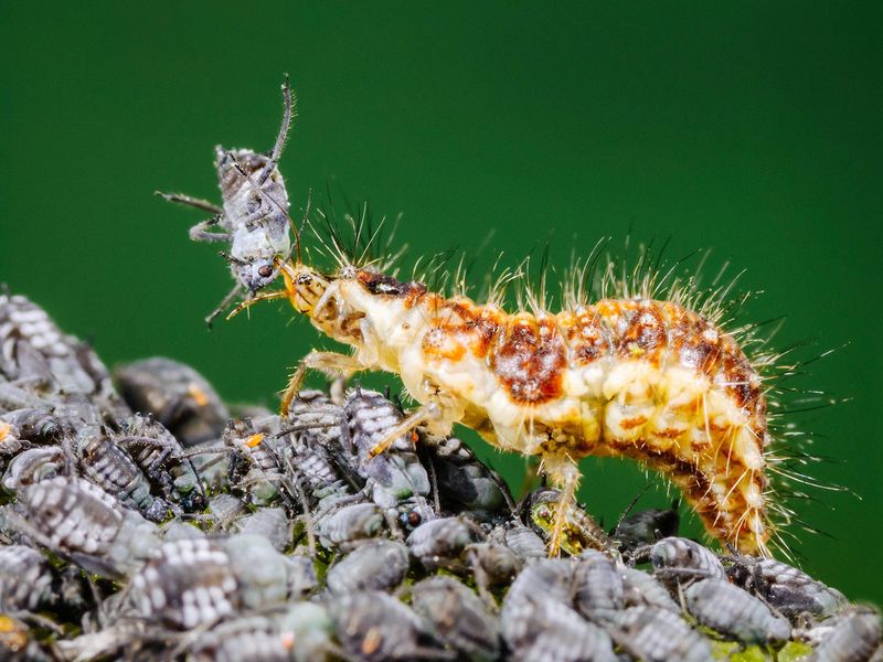 Consider purchased lacewings only with realistic expectations