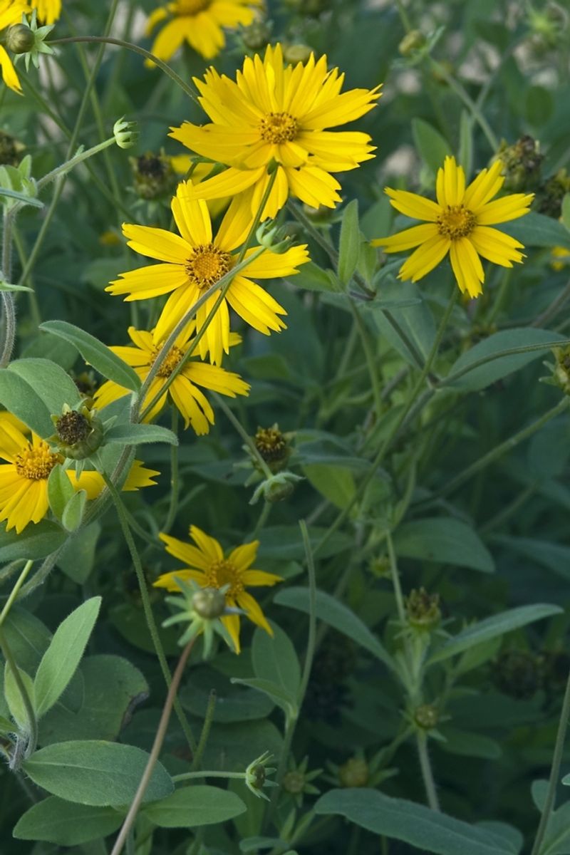 Consider the compact cultivar and avoid a look-alike mix-up