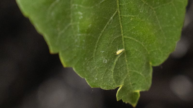 Contain a suspected infestation without moving the plant