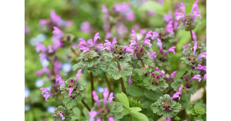 Control henbit before it completes its cycle