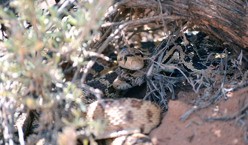 Control rodents without poisoning their predators Control rodents without poisoning their predators