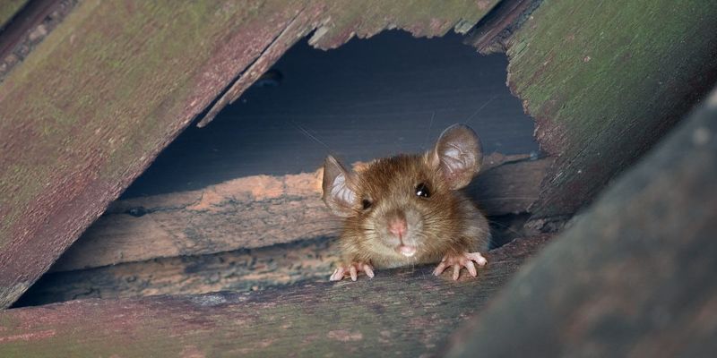 Control rodents without putting the owl at risk