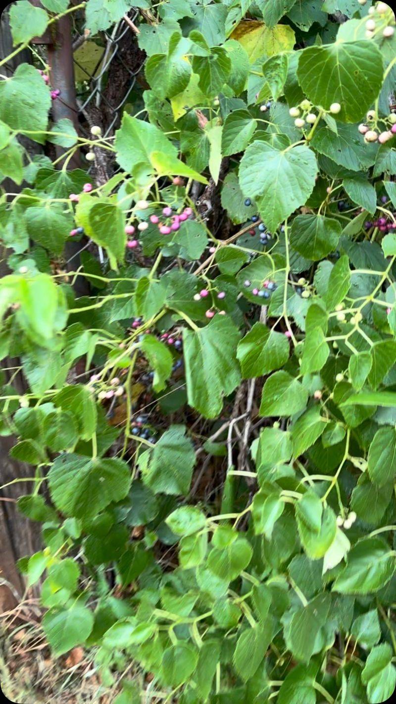 Control the Growth and Treat the Berries Carefully