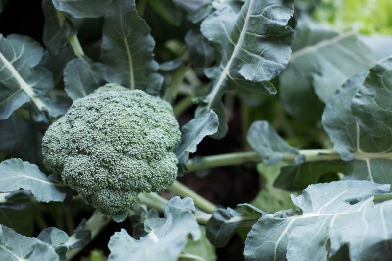 Cool Conditions Help Broccoli Form Firm Heads