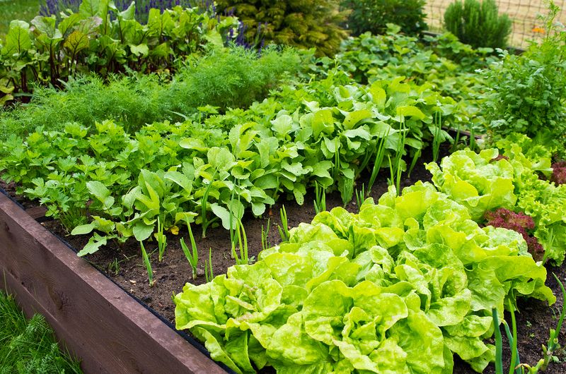 Cool-Weather Lettuce