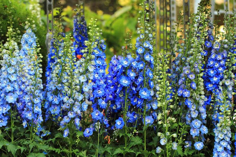 Cool conditions give delphiniums a better chance Cool conditions give delphiniums a better chance