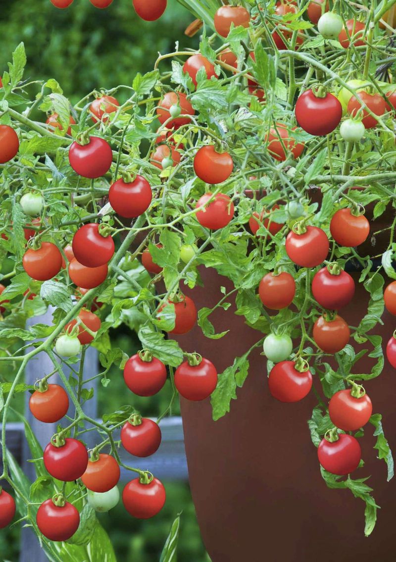 Cooler nights determine whether the fall crop returns
