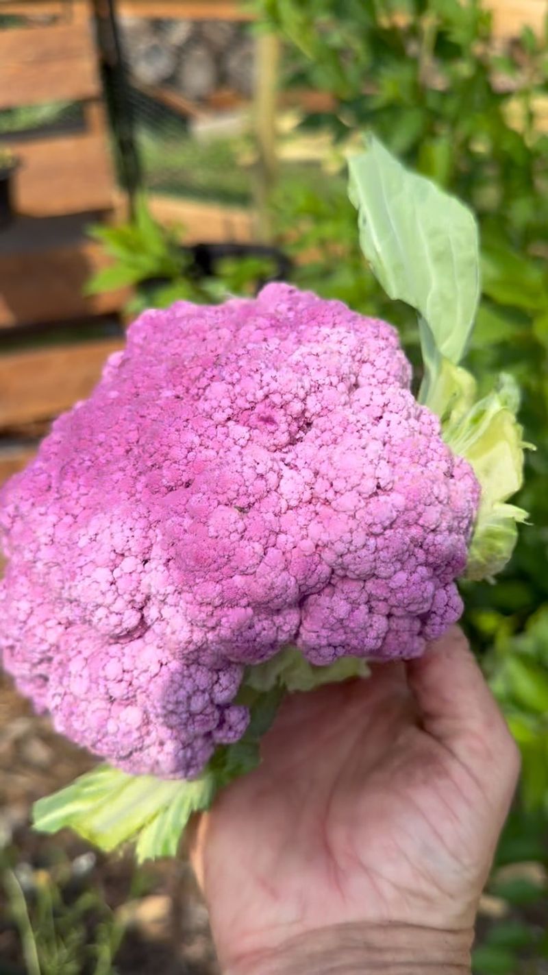Cooling may help, but the harvest is not guaranteed