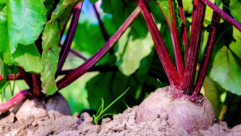 Cooling temperatures may improve beet flavor