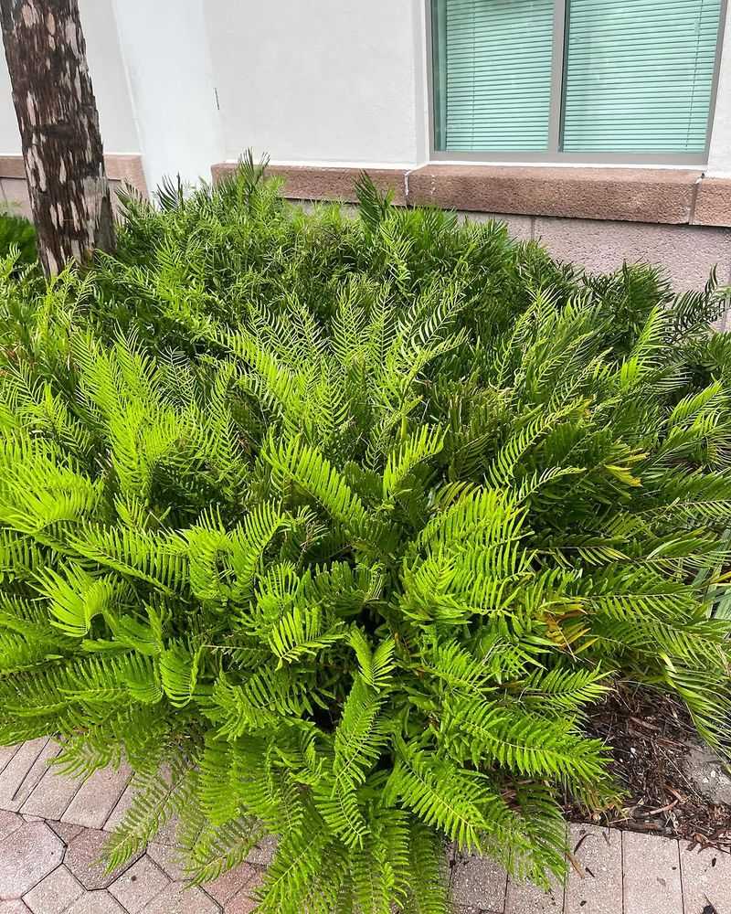 Coontie Coontie