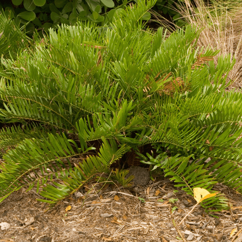Coontie