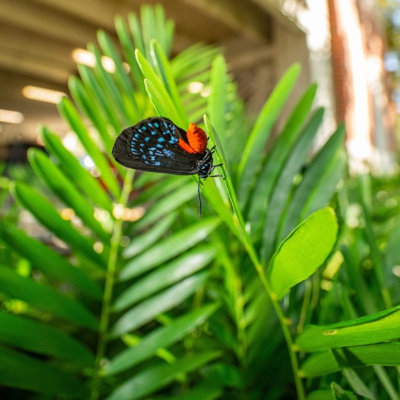 Coontie