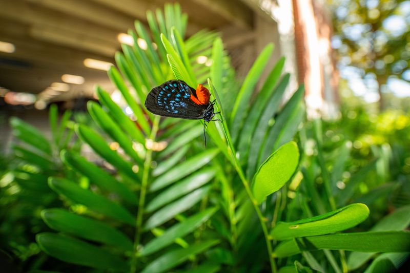 Coontie