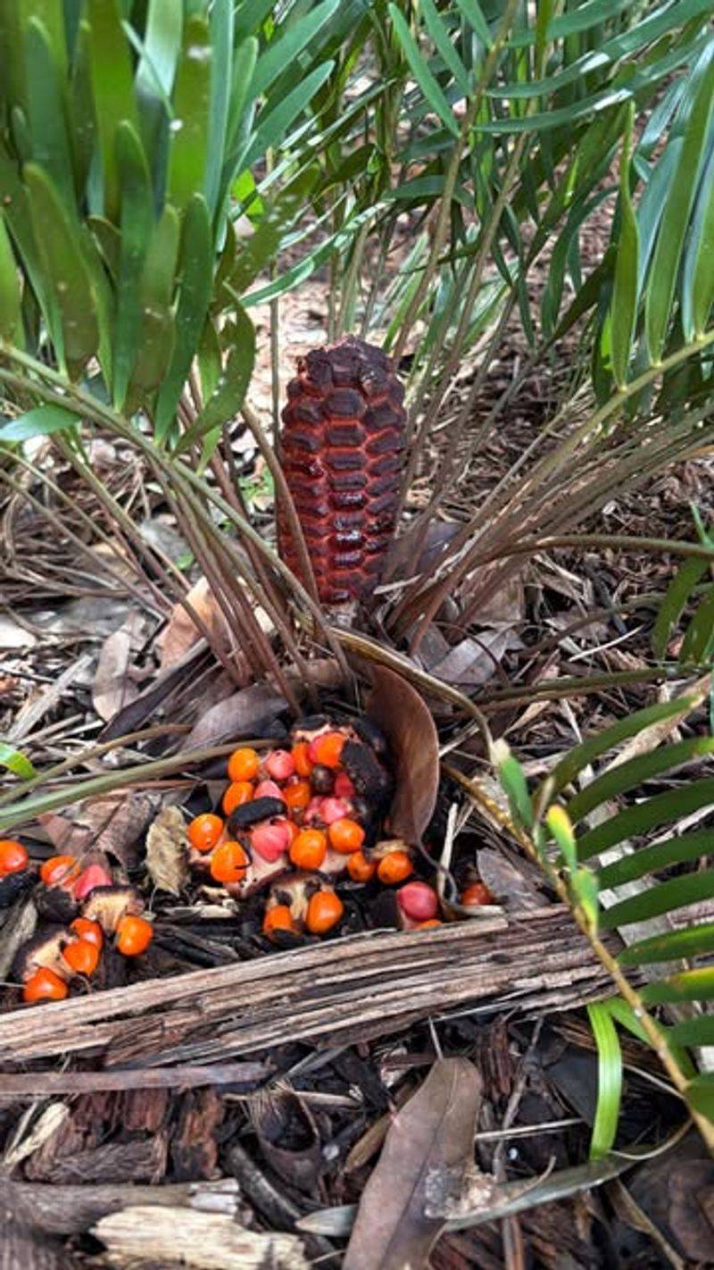 Coontie